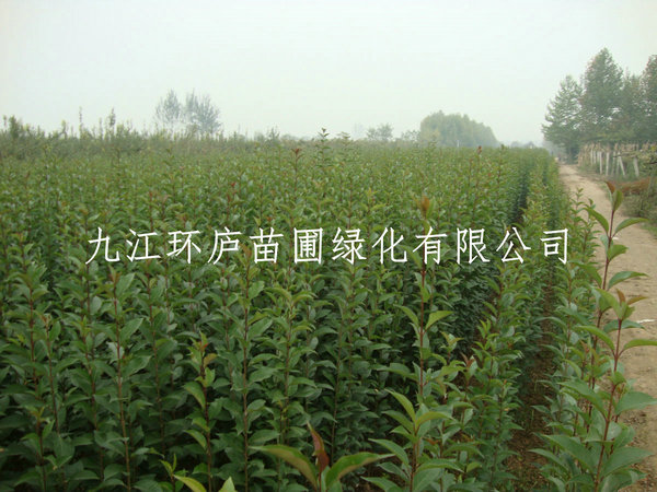 大葉女貞