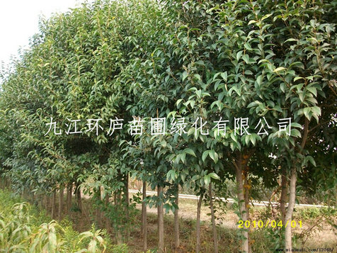 大葉女貞