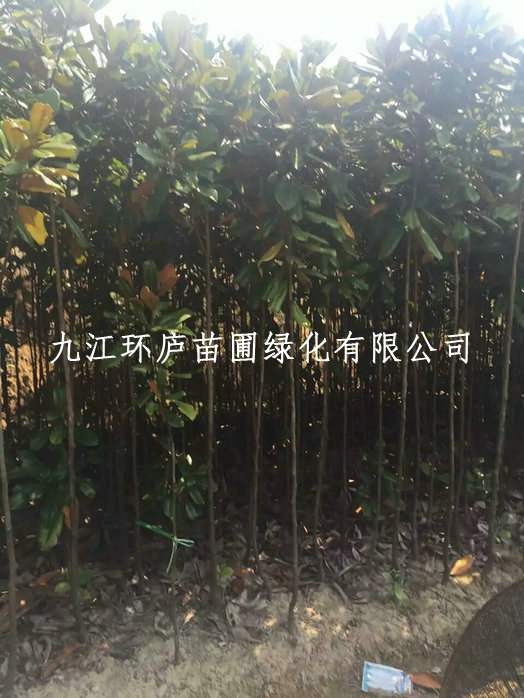 廣玉蘭