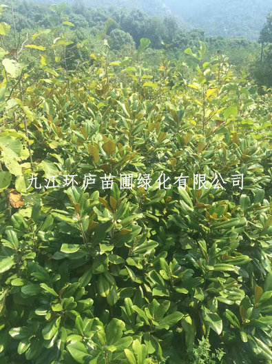 廣玉蘭