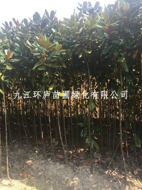 廣玉蘭