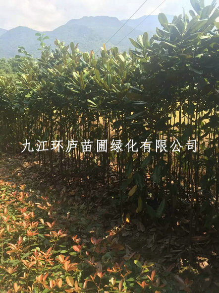 廣玉蘭