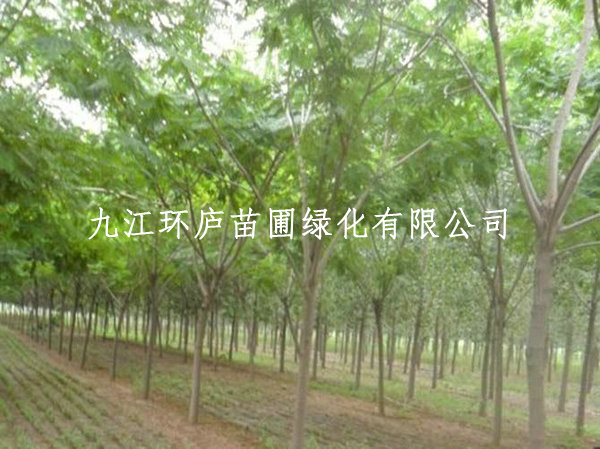 合歡小苗 合歡樹(shù)