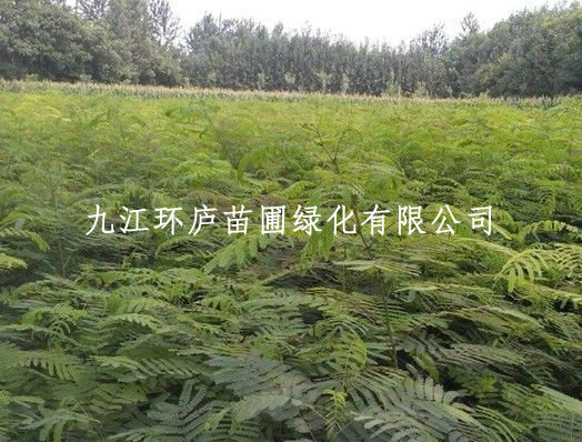 合歡小苗 合歡樹(shù)