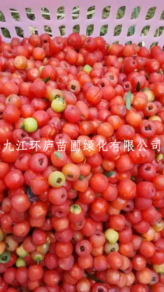 紅豆杉種子