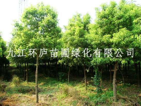 黃山欒樹(shù)