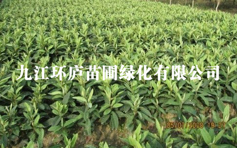 香泡小苗
