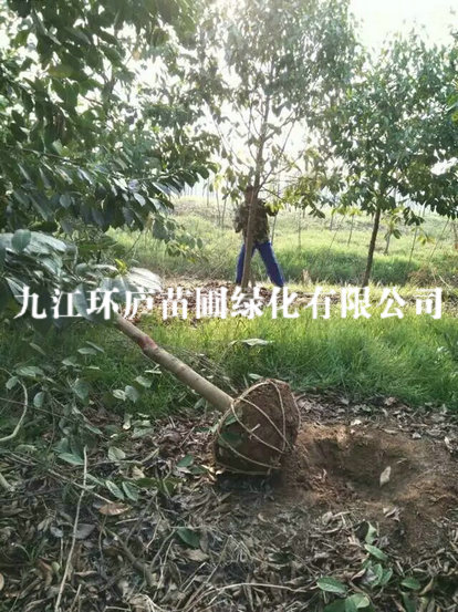 含笑