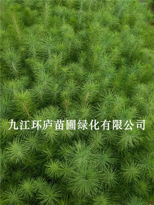 濕地松