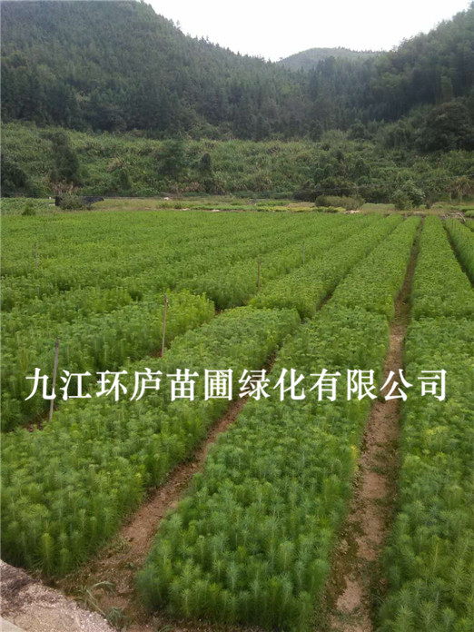 濕地松