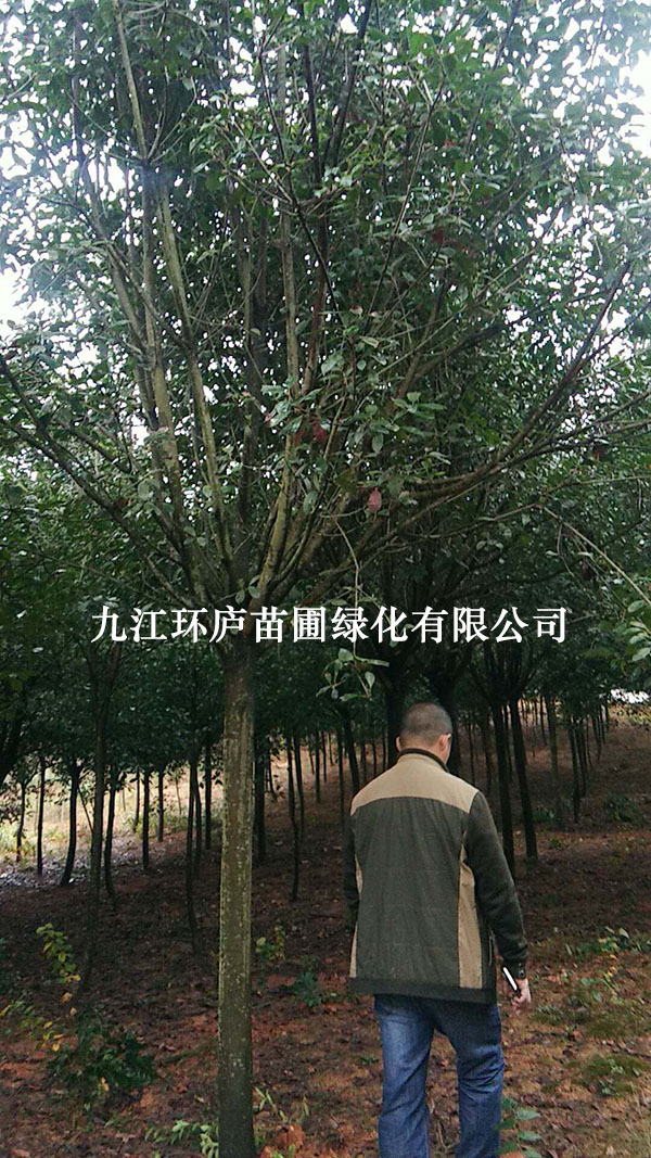 8-12公分紅葉石楠