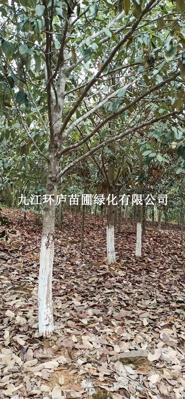 金葉含笑